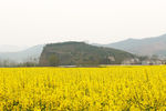 马渡河村油菜花