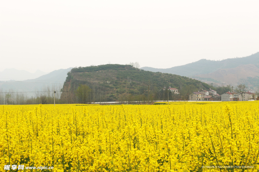 马渡河村油菜花