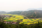 马渡河村油菜花