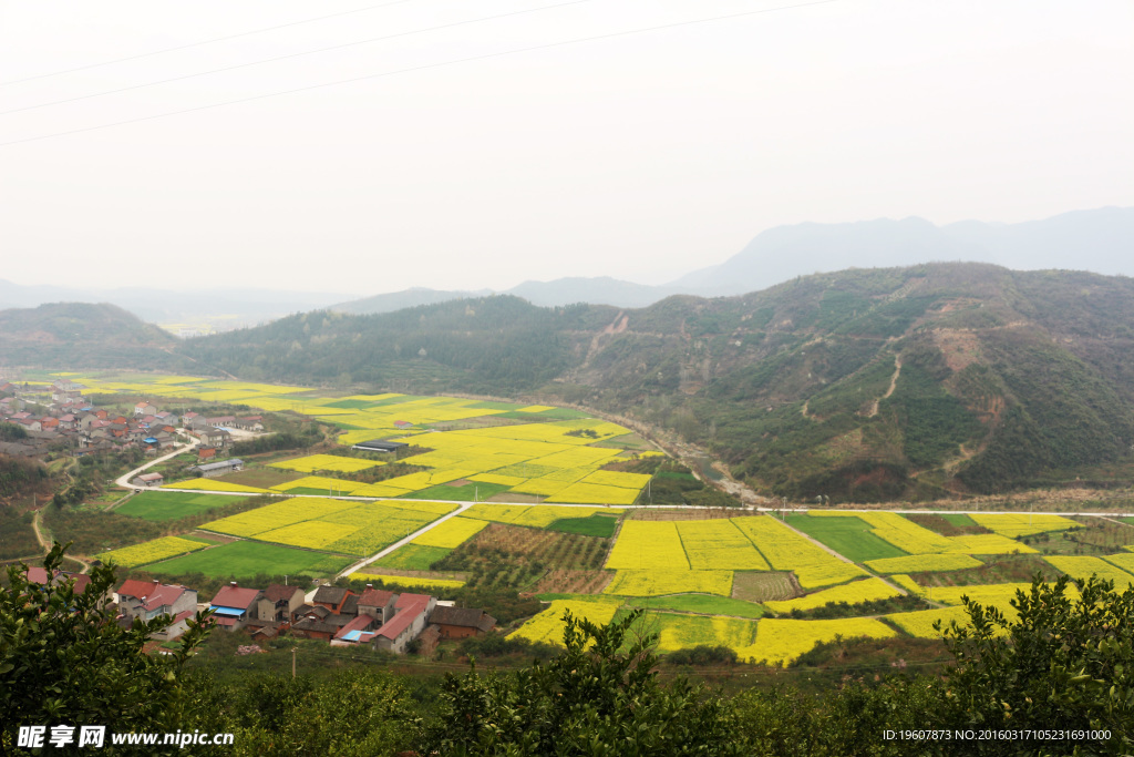 马渡河村油菜花