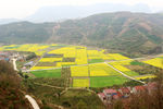 马渡河村油菜花