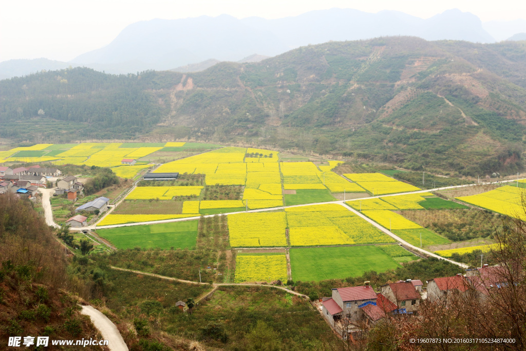 马渡河村油菜花