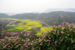 马渡河村油菜花