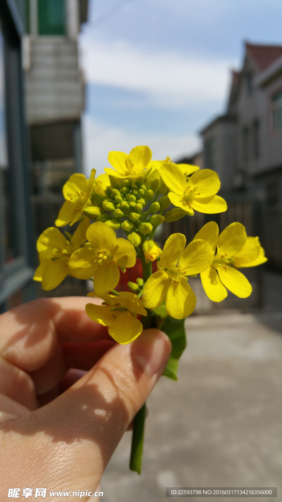 手拿油菜花图片