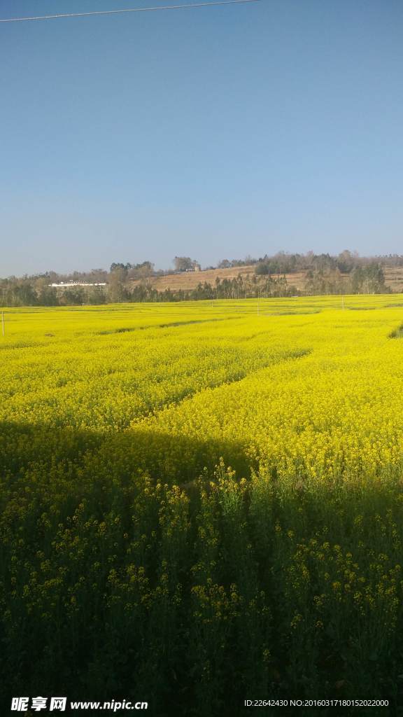 油菜花
