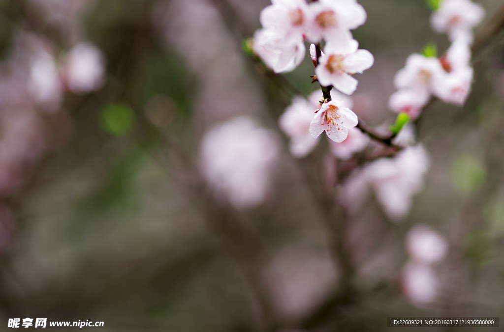 桃花开