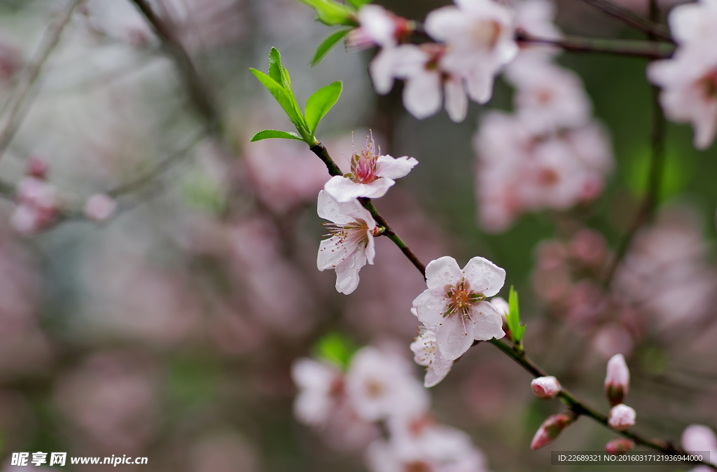 桃花红