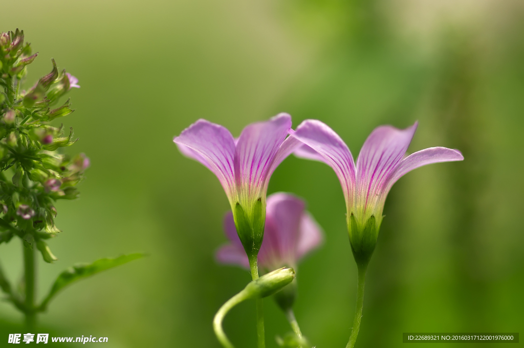 紫色小花