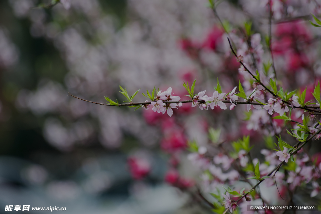 桃花红