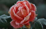 冰冻玫瑰