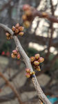 鲜花
