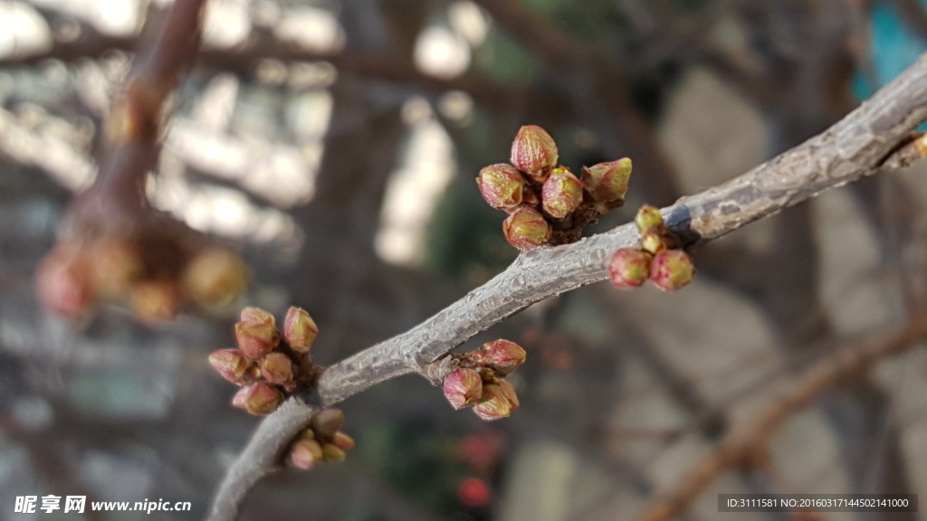 鲜花