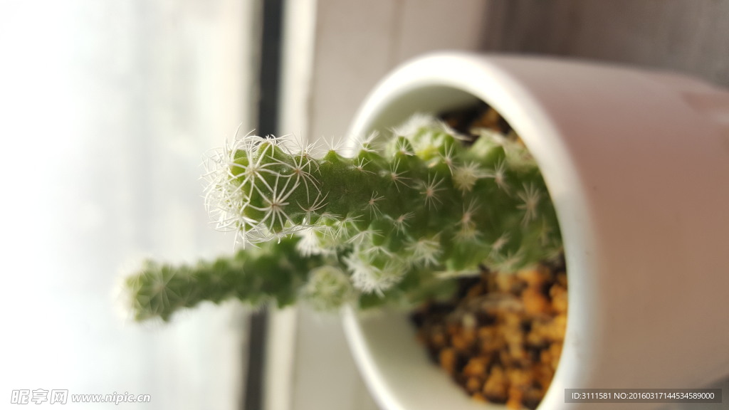 多肉植物