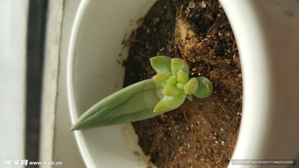 多肉植物