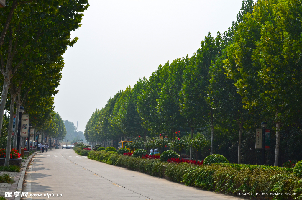 绿荫马路