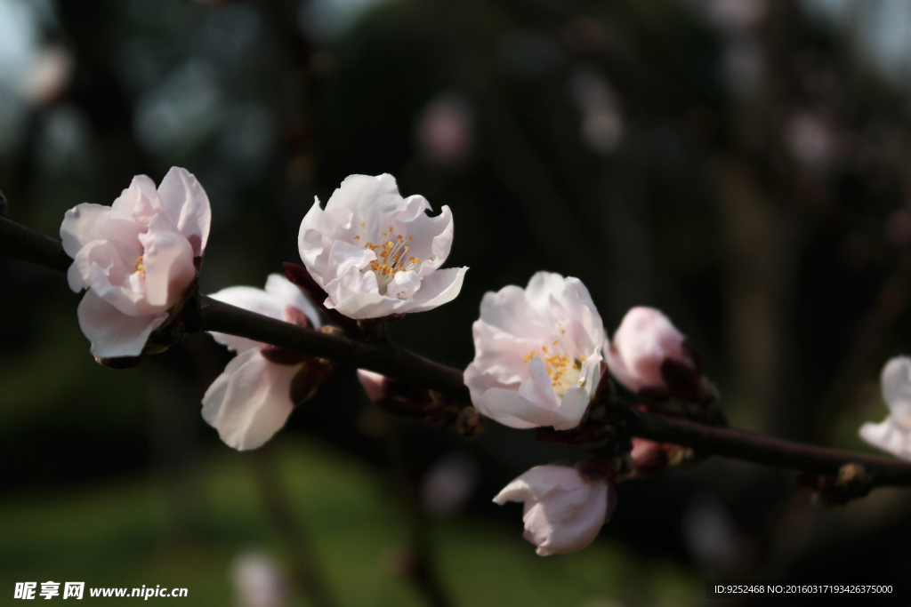 白桃花