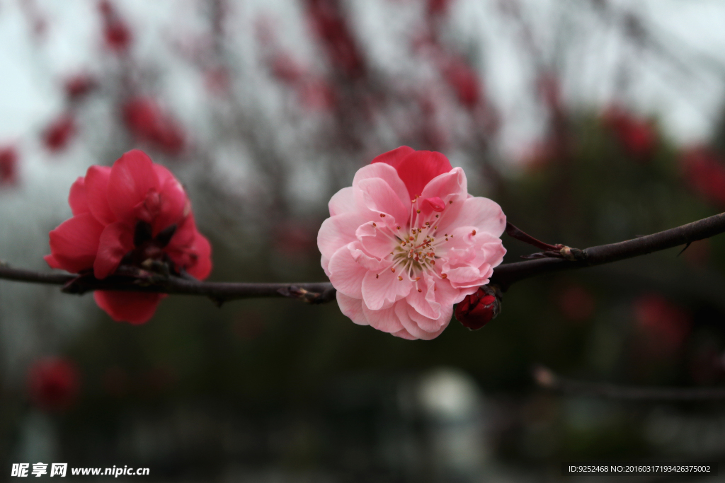 桃花