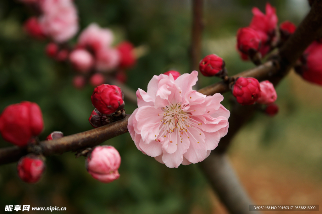 桃花