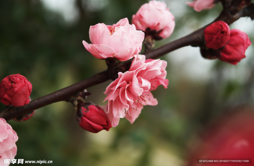 粉桃花