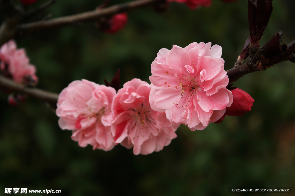 粉桃花