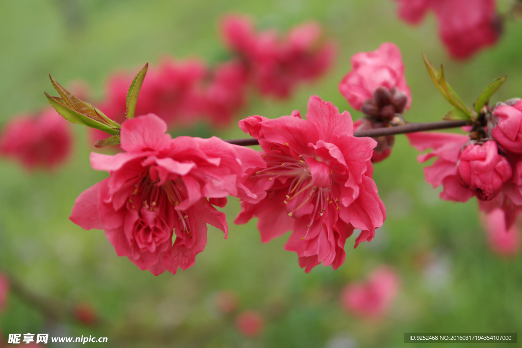 红桃花