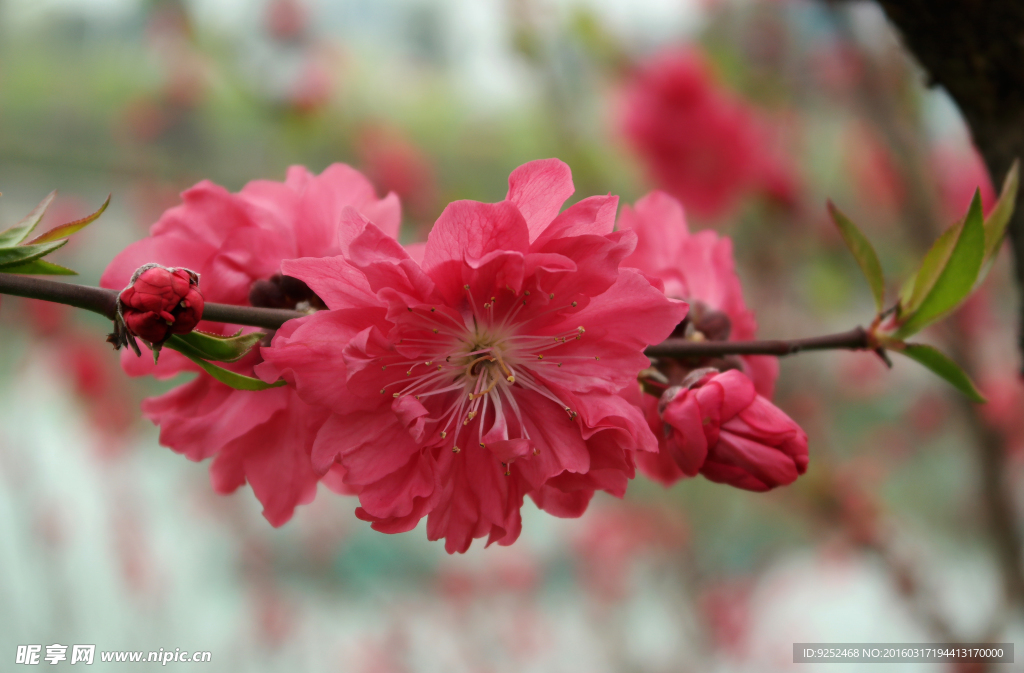 红桃花