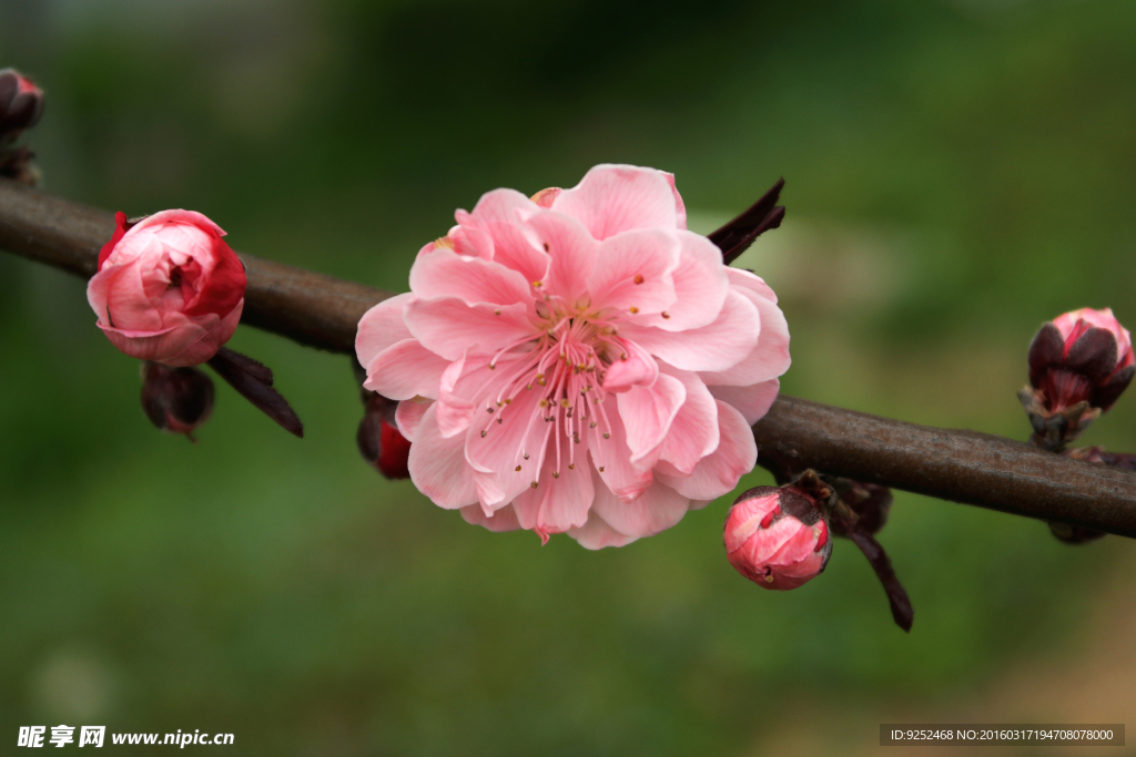 粉桃花