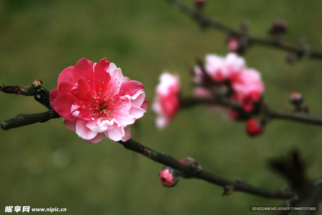 桃花