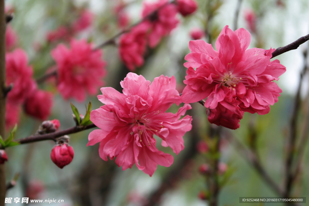 桃花