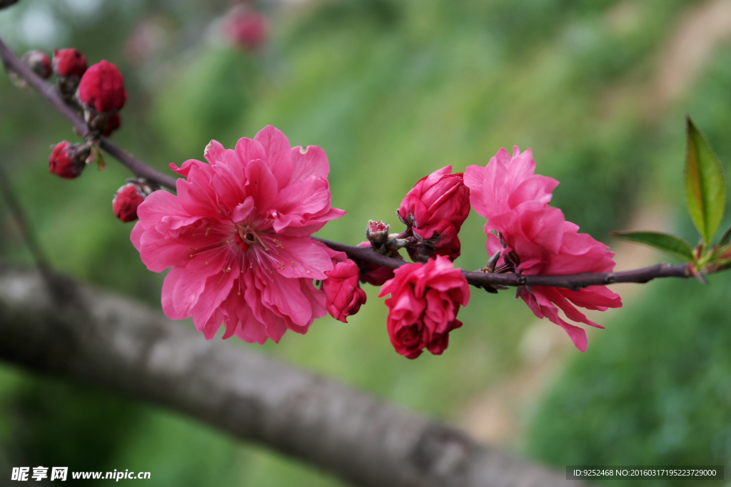 红桃花