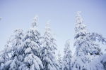 雪松