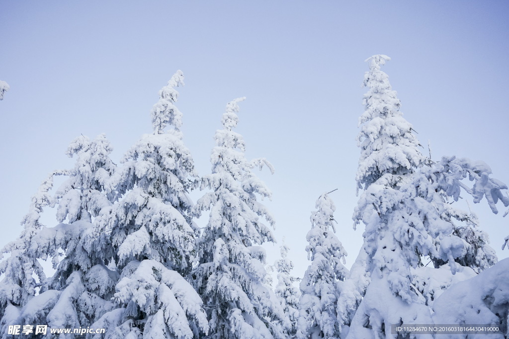 雪松