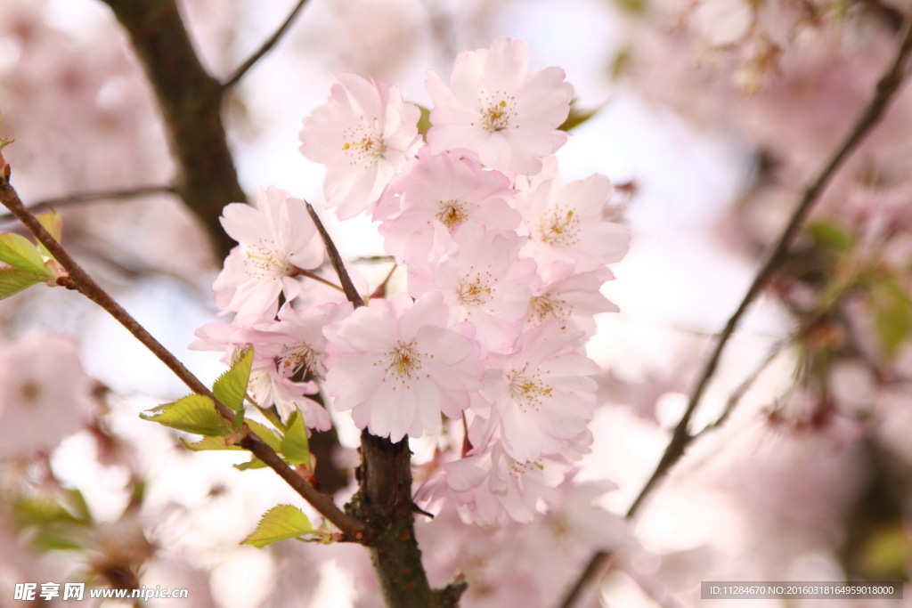 樱花