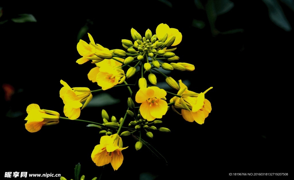 油菜花