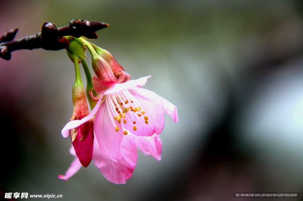 樱花