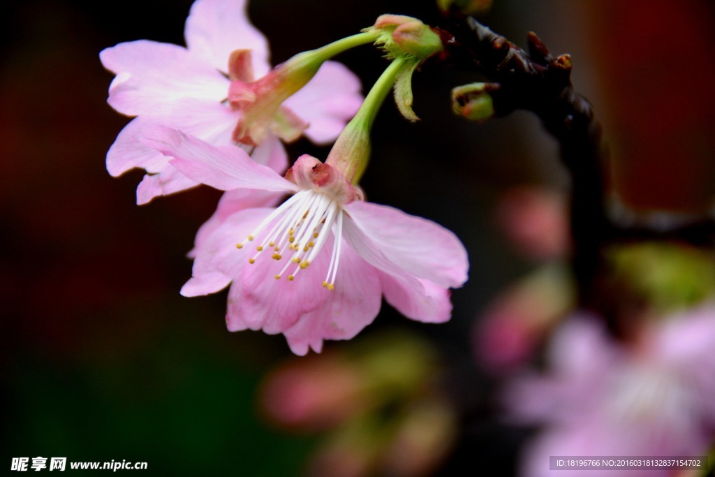 烂漫樱花