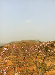 松林桃花