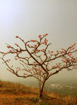 松林桃花
