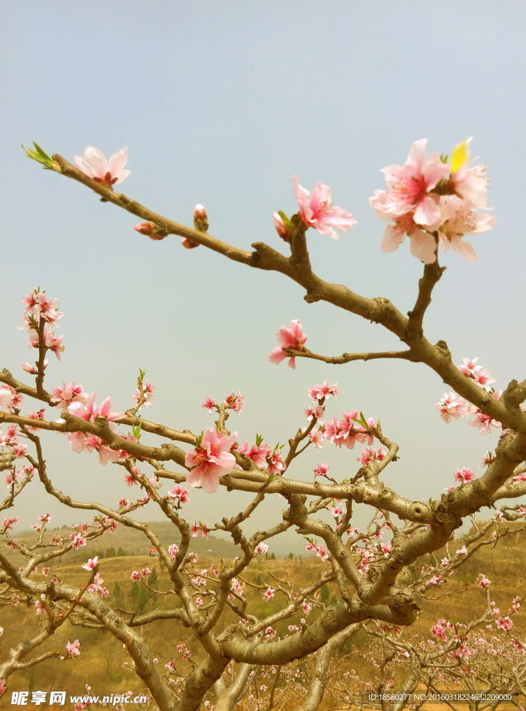 松林桃花
