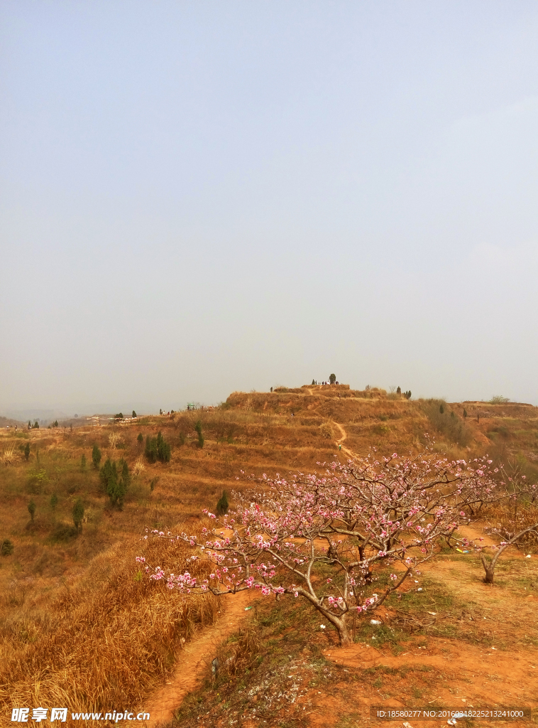 松林桃花山