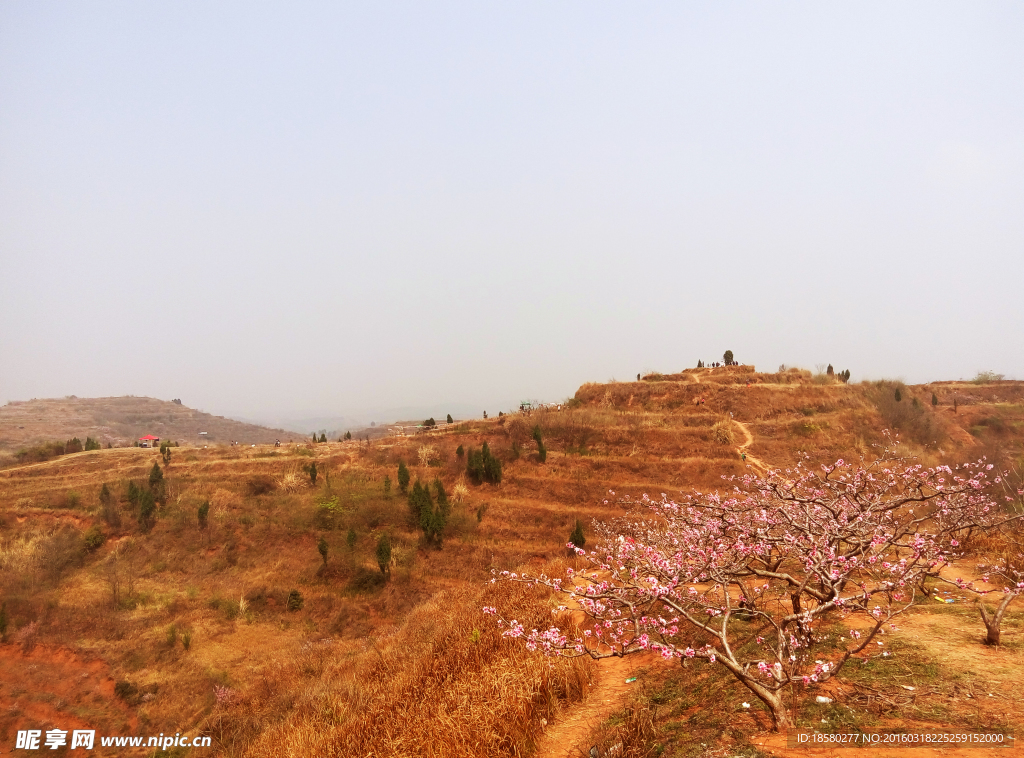 松林桃花山