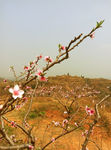 松林桃花
