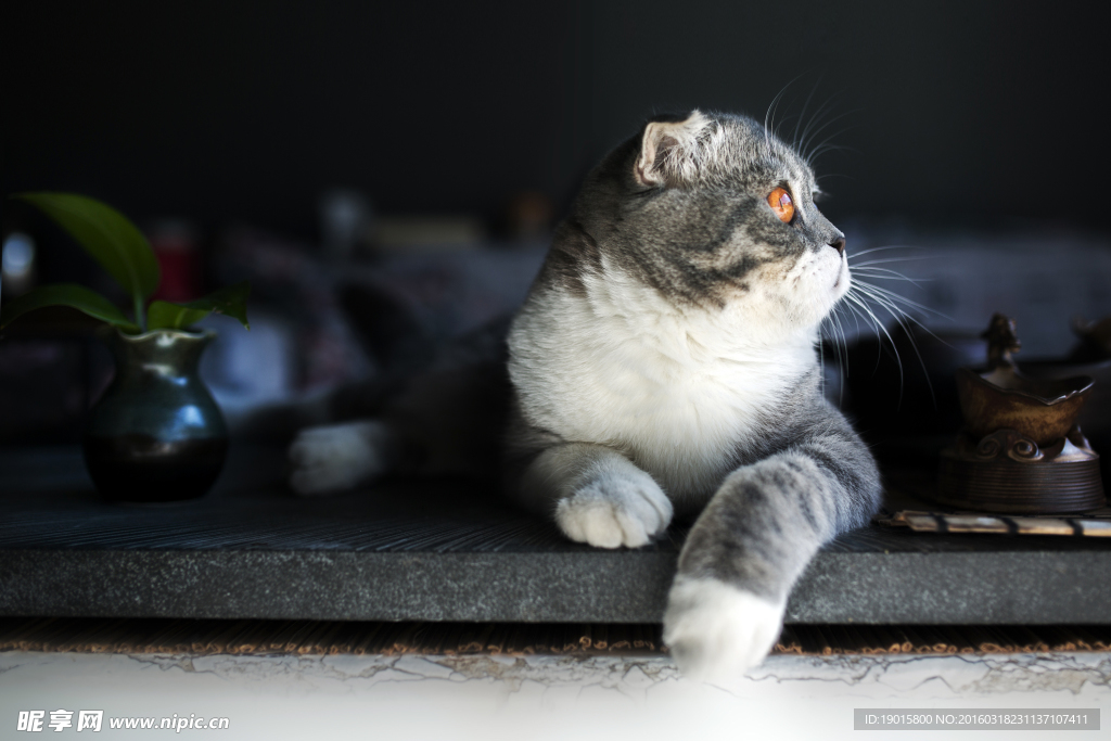 猫与茶