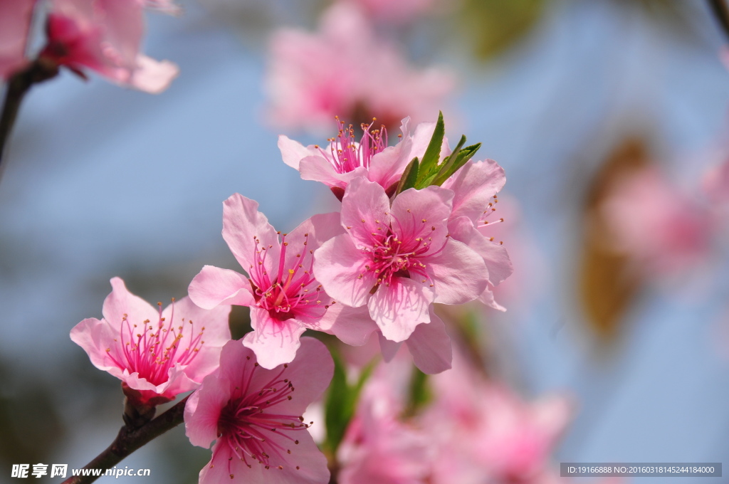 桃花