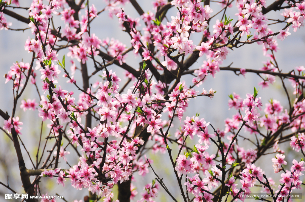 桃花