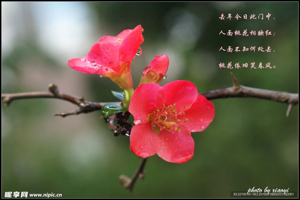 三月桃花开