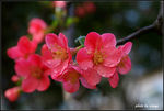 三月桃花开