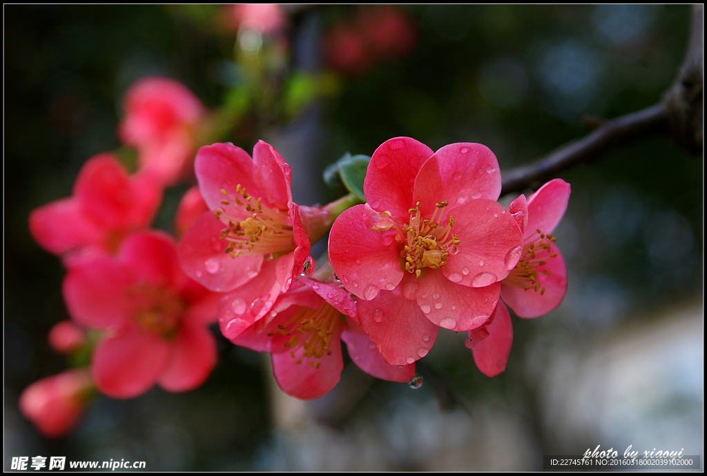 三月桃花开