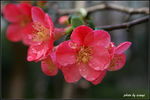 三月桃花开