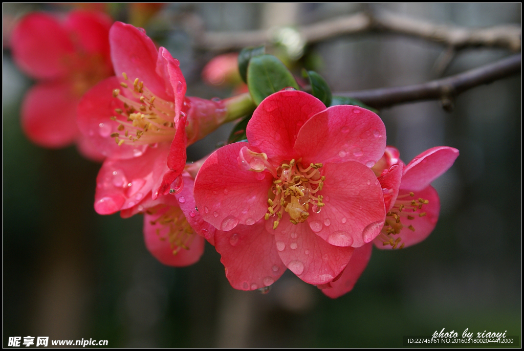 三月桃花开